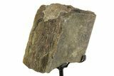 Fossil Sauropod Rib Section with Metal Stand - Colorado #354332-1